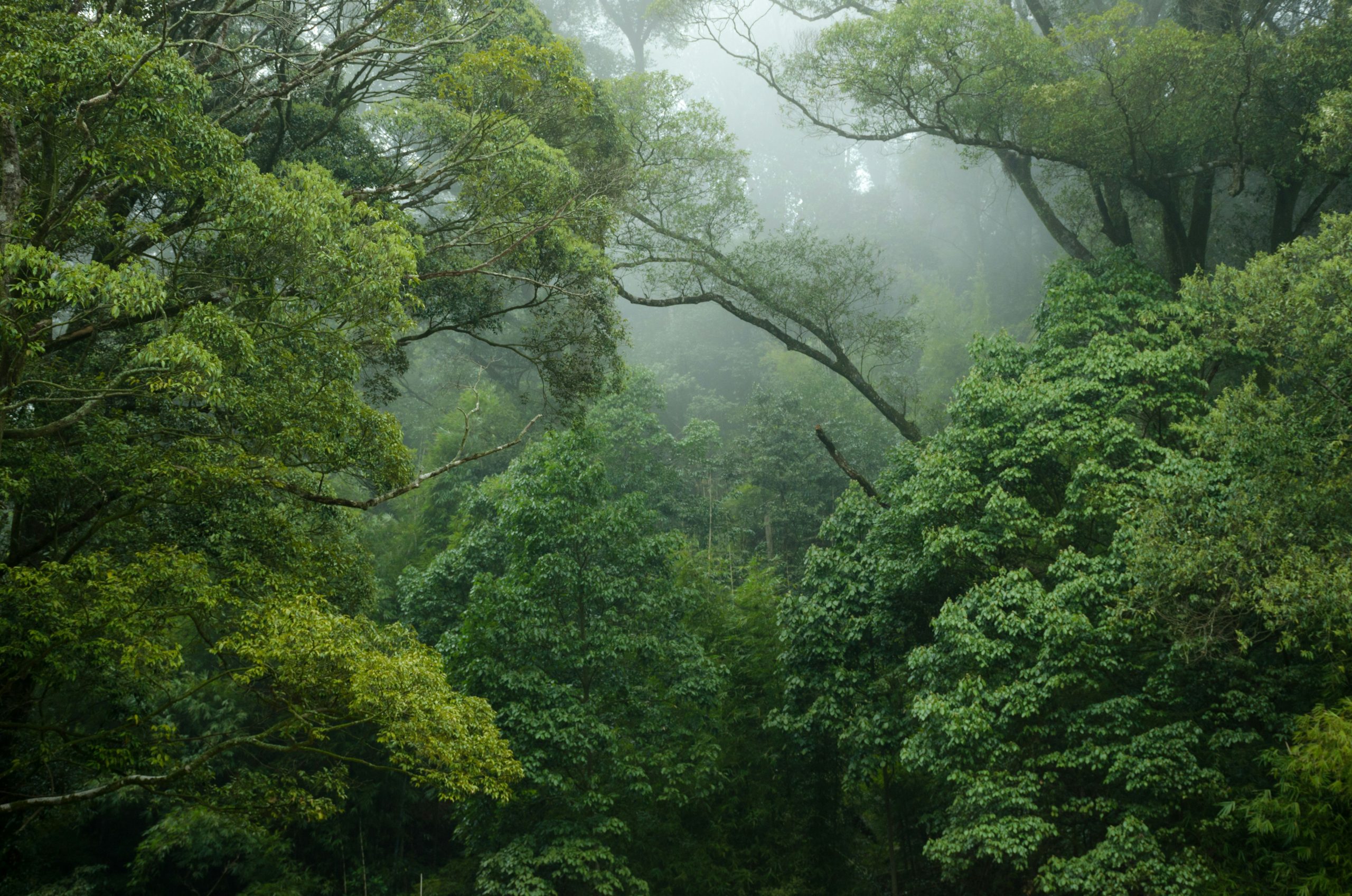 Pădurea amazoniană – rolul său pentru planetă și evoluția suprafeței în timp