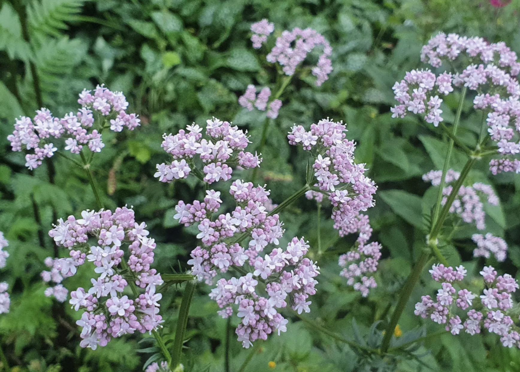 La ce este bun ceaiul de valeriana - Valeriana officinalis